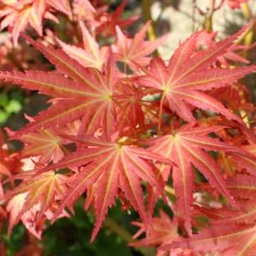 Acer palmatum Brown Sugar JWW7 - Japanese Maple