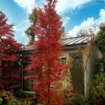 Acer palmatum Tsukasa Silhouette - Japanese Maple