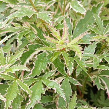 Acer palmatum Butterfly - Japanese Maple