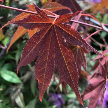 Acer palmatum Atropurpureum - Japanese Maple