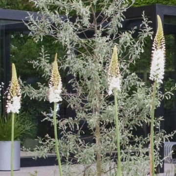 Eremurus White Beauty Favourite - Foxtail Lily
