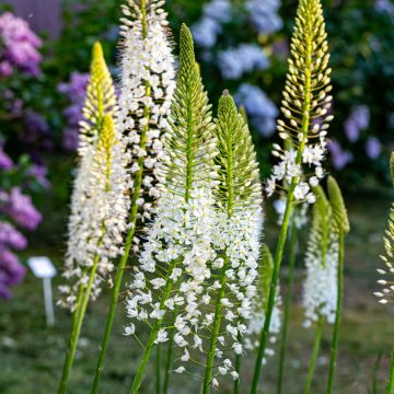 Eremurus himalaïcus - Foxtail Lily