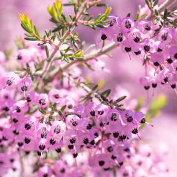 Erica canaliculata - Heath