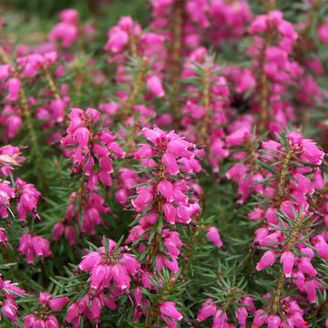 Erica carnea Eva - Winter Heath