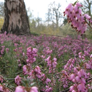 Snow heather - Erica carnea Jenny Porter