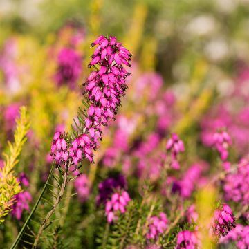 Erica carnea Myretoun Ruby - Winter Heath