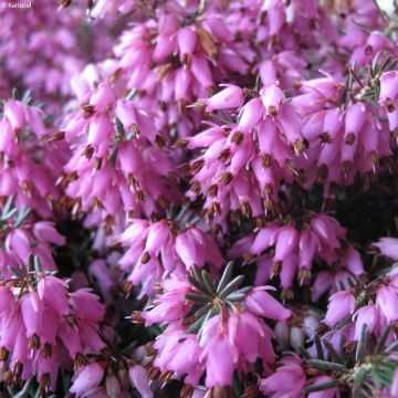 Erica carnea Rosalie - Winter Heath