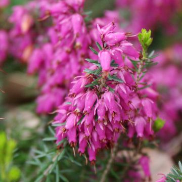 Erica carnea Ruby Glow - Winter Heath