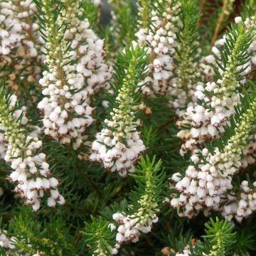 Erica vagans 'White Rocket'