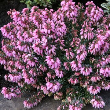 Erica carnea Wintersonne - Winter Heath