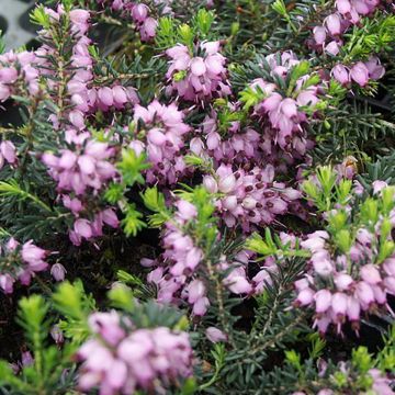 Erica x darleyensis Darley Dale - Winter Heath