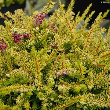 Erica darleyensis Eva Gold - Winter Heath