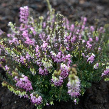 Erica x darleyensis Lea - Winter Heath