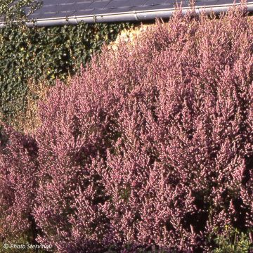 Erica mediterranea - Irish Heath