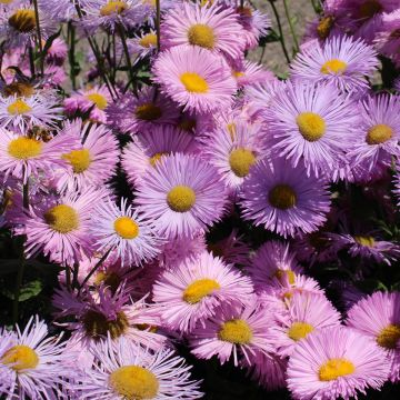 Erigeron Rosa Juwel - Vergerette