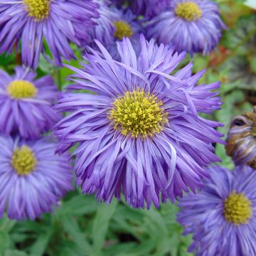 Erigeron Schwarzes Meer