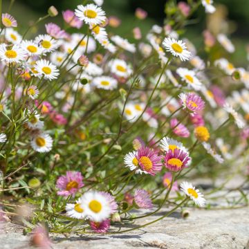 Erigeron karvinskianus 