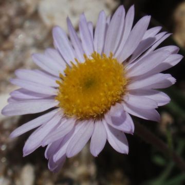 Erigeron eiomerus