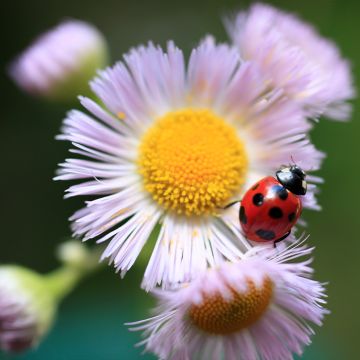 Erigeron philadelphicus, Vergerette