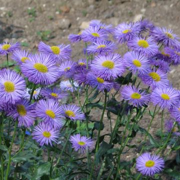 Erigeron speciosus Grandiflorus - Erigeron de Californie à grandes fleurs - Vergerette gracieuse à grandes fleurs