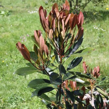 Rhaphiobotrya Coppertone - Hybrid loquat