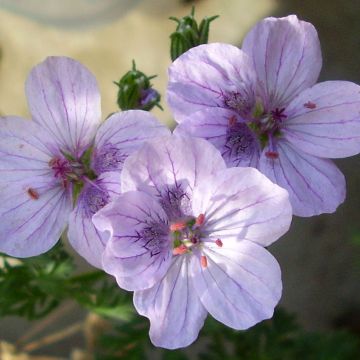 Erodium glandulosum Spanish Eyes - Storksbill