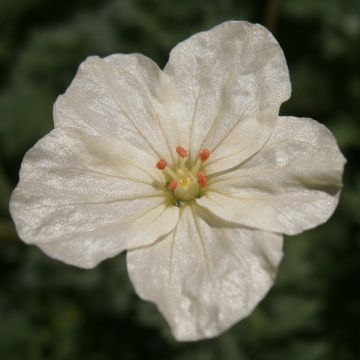 Erodium chrysanthum - Storksbill