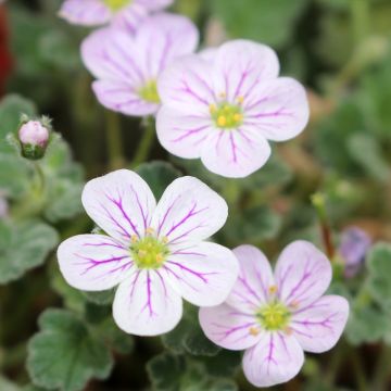 Erodium variabile Album - Storksbill