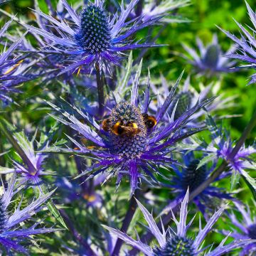 Eryngium alpinum Blue Star, Panicaut, Chardon bleu des Alpes