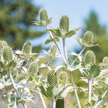 Eryngium giganteum