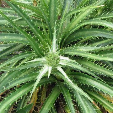 Eryngium horridum