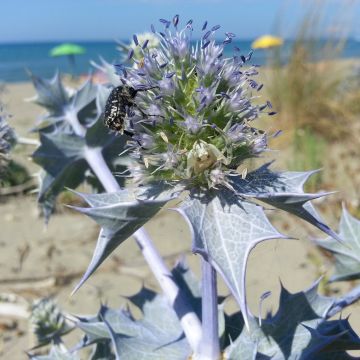 Eryngium maritimum