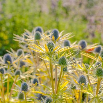 Eryngium planum Neptunes Gold