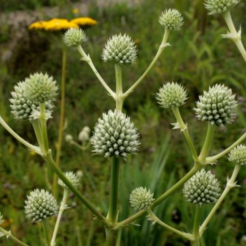 Eryngium serra