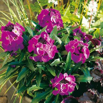Erysimum Winter Joy Plug Plant  - Perennial Wallflower