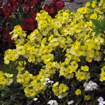 Erysimum Winter Light Plug Plant - Perennial Wallflower