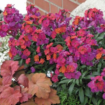 Erysimum Winter Orchid - Perennial Wallflower