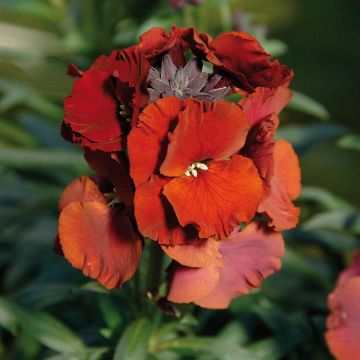 Perennial Wallflower - Erysimum 'Winter Passion'