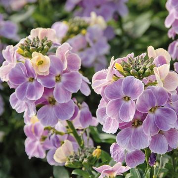 Erysimum Winter Romance - Wallflower