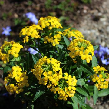 Erysimum alpinum - Wallflower