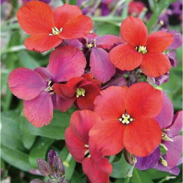 Perennial Wallflower - Erysimum cheiri 'Spice Island' in a 2/3 L pot