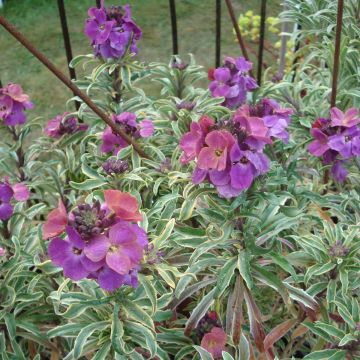 Erysimum linifolium Variegatum