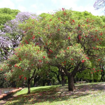 Erythrina crista-galli - Cockspur Coral Tree