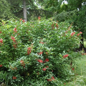 Erythrina crista-galli Compacta - Cockspur Coral Tree