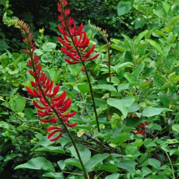 Erythrina x bidwillii - Coral Tree