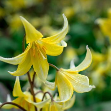 Erythronium tuolumnense Pagoda