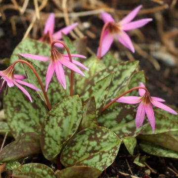 Erythronium dens-canis Purple King