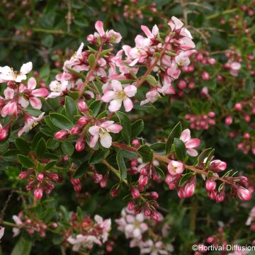 Escallonia (x) virgata Apple Blossom