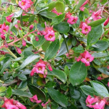 Escallonia Donard Radiance