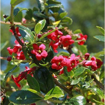 Escallonia Compacta Coccinea - Redclaws